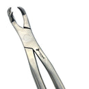 THREE ROOT FORCEPS ON SIDE FOR PONY, 15" (38CM)